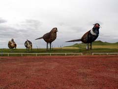 Pheasants on the Praire