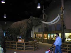 Another mammoth!