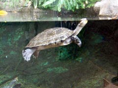 Swimming lessons