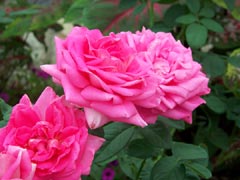 Roses