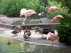 Flamingos again!