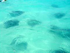 Stingray City