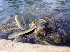 Turtles