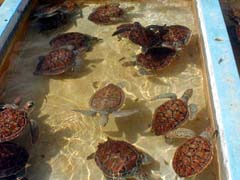 Turtle Tank