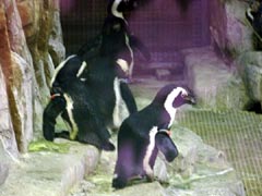 Penguins!