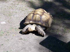 I'm not slow!