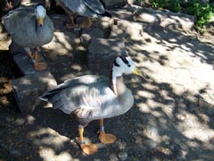 Peculiar looking duckies