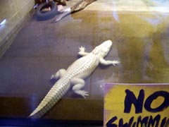 Yup, he's white alright.