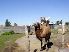 Camel