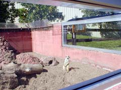 Our own Meerkat Manor