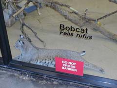 Bobcat at the zoo