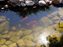 Fish in the pond