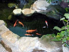 Fish at the aquarium