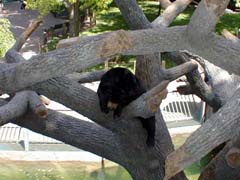 A sun bear in a tree