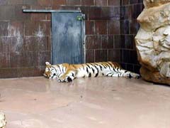 Lazy tiger