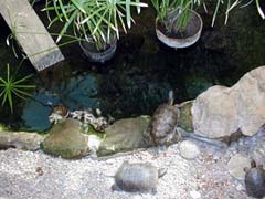 Turtles at the aquarium
